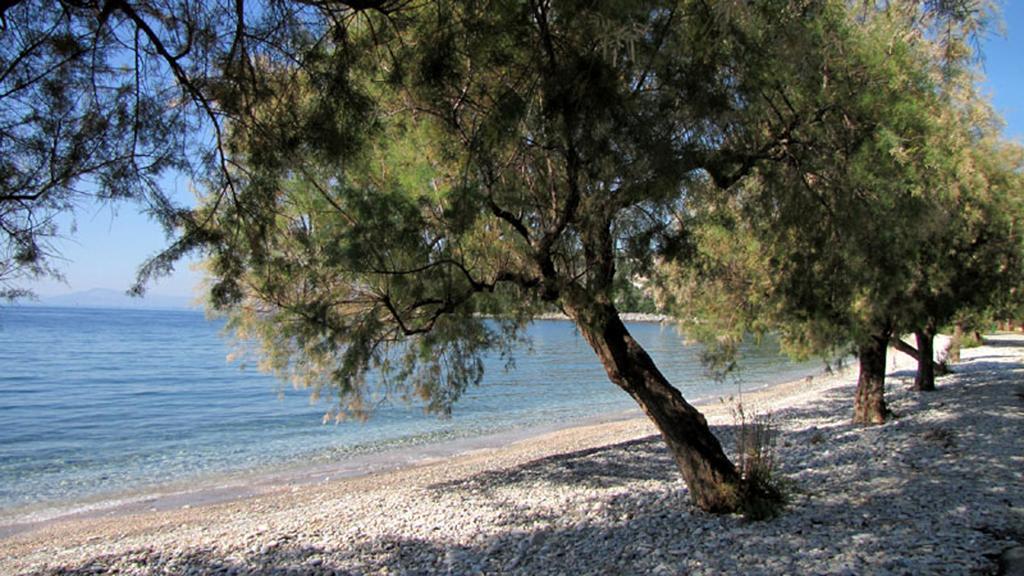 Iro Family Pelion Apartment *